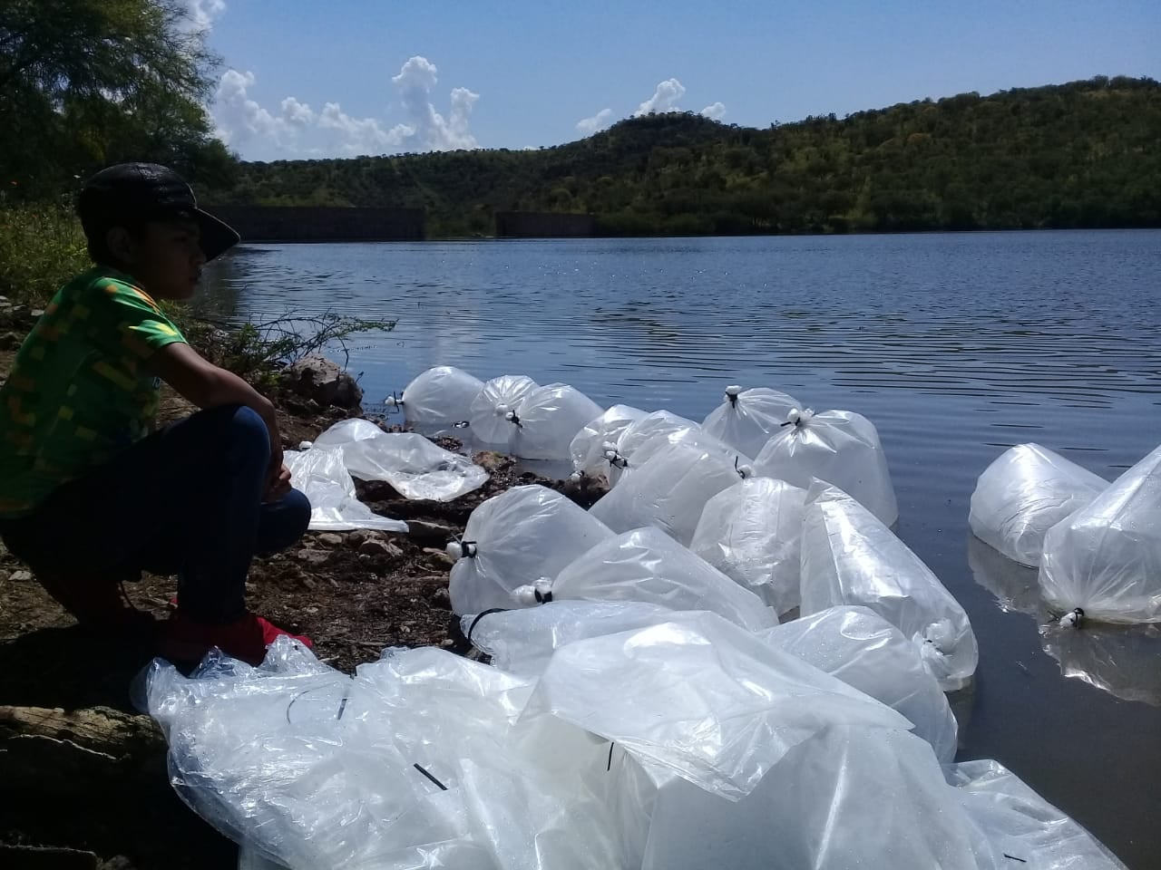 SIEMBRA DE 200,000 CRIAS DE TILAPIA EN APOZOL