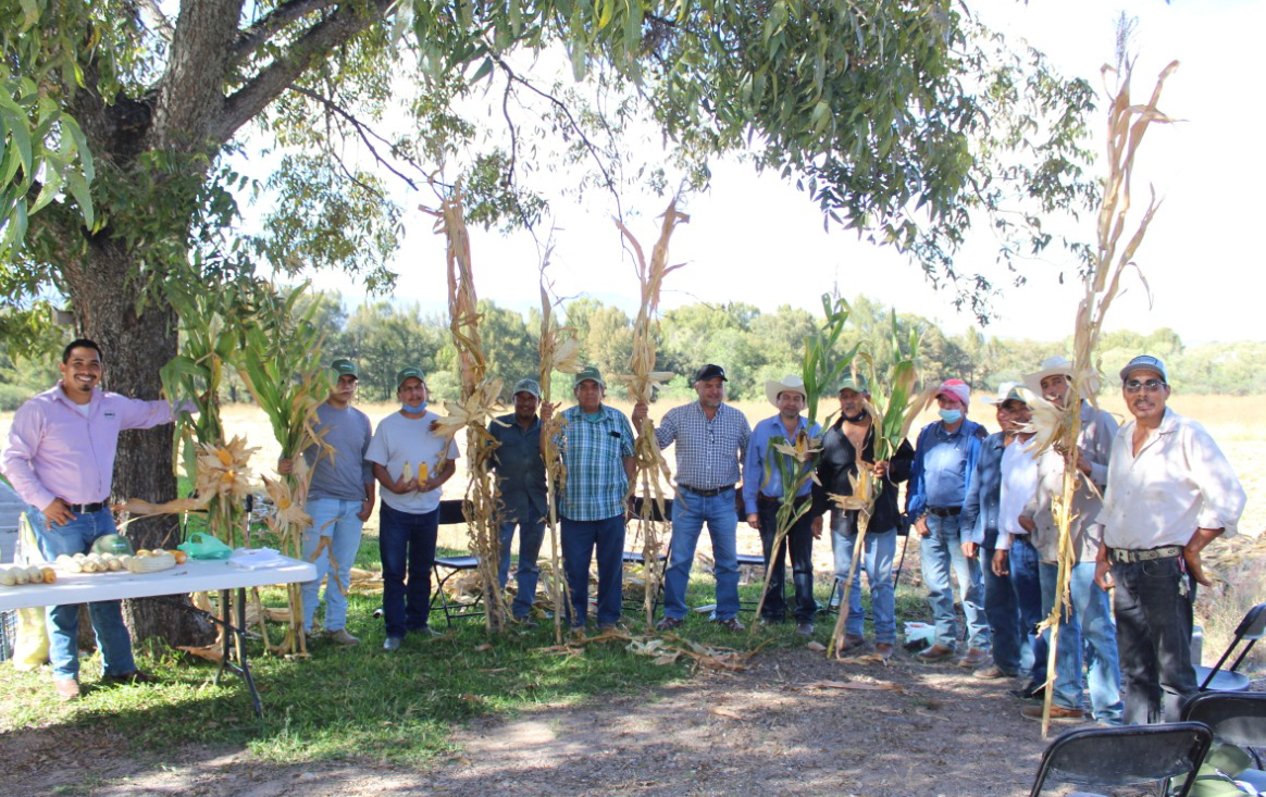 BUSCAN MEJORAR LA PRODUCCIÓN DE MAÍZ EN TABASCO
